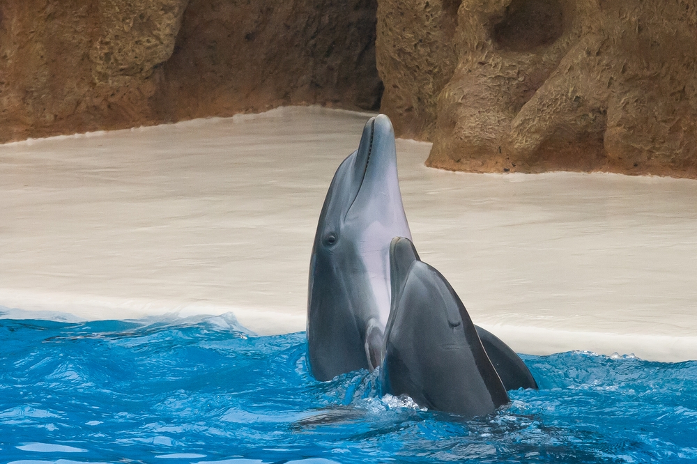 Teneriffa Loro Parque Park Delfin Delfinshow Tagesausflug