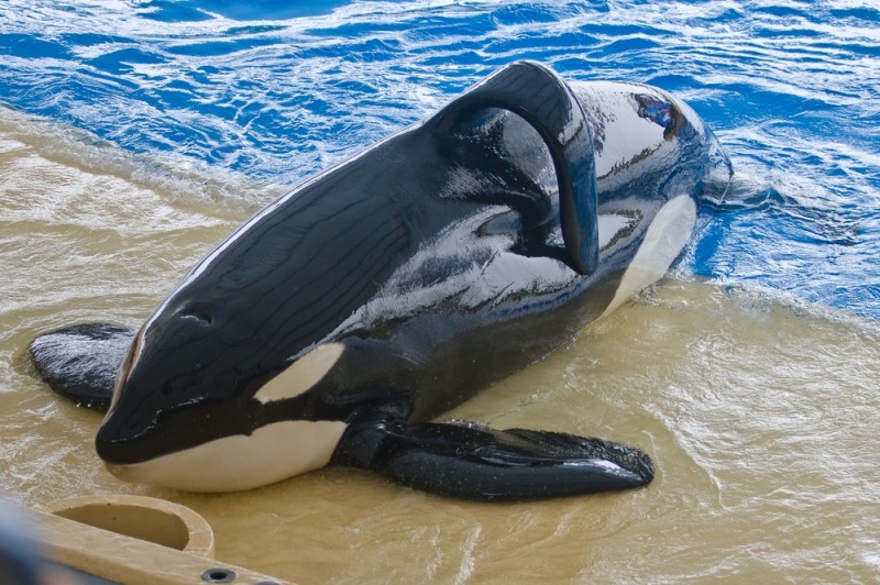 Teneriffa Loro Parque Park Orca Killerwal Orca Ocean