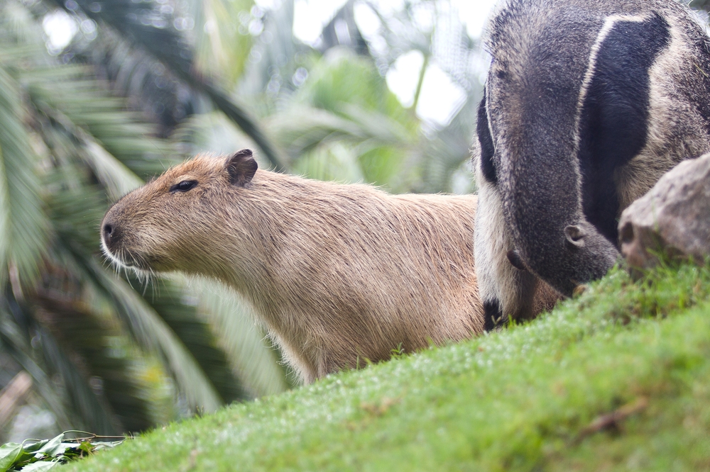 Teneriffa Loro Parque Park Wasserschwein kaufen Pauschalreise Urlaub 