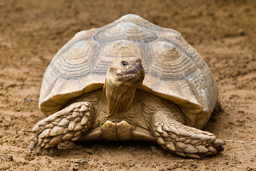 Teneriffa Loro Parque Park Schildkröte Tagesreise Pauschalreise Urlaub 