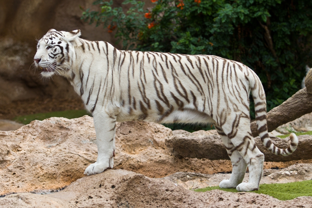 Teneriffa Loro Parque Park weißer Tiger Tagesreise Pauschalreise Urlaub 