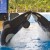 Teneriffa Loro Parque Park Orca Killerwal Orca Ocean