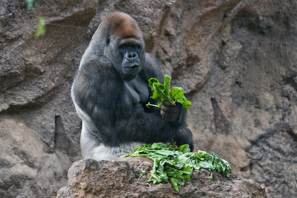 Teneriffa Loro Parque Gorilla Affe Pauschalreise Urlaub 