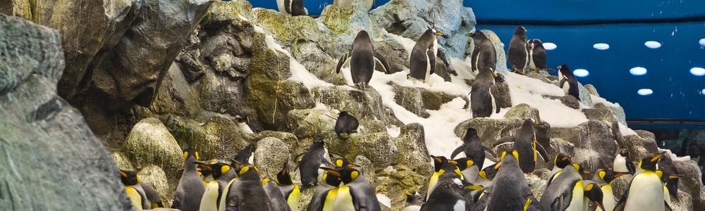 Teneriffa Loro Parque Park Pinguin Königspinguin Pauschalreise Urlaub
