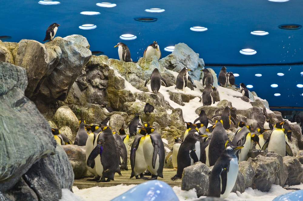 Teneriffa Loro Parque Park Pinguin Königspinguin Pauschalreise Urlaub 