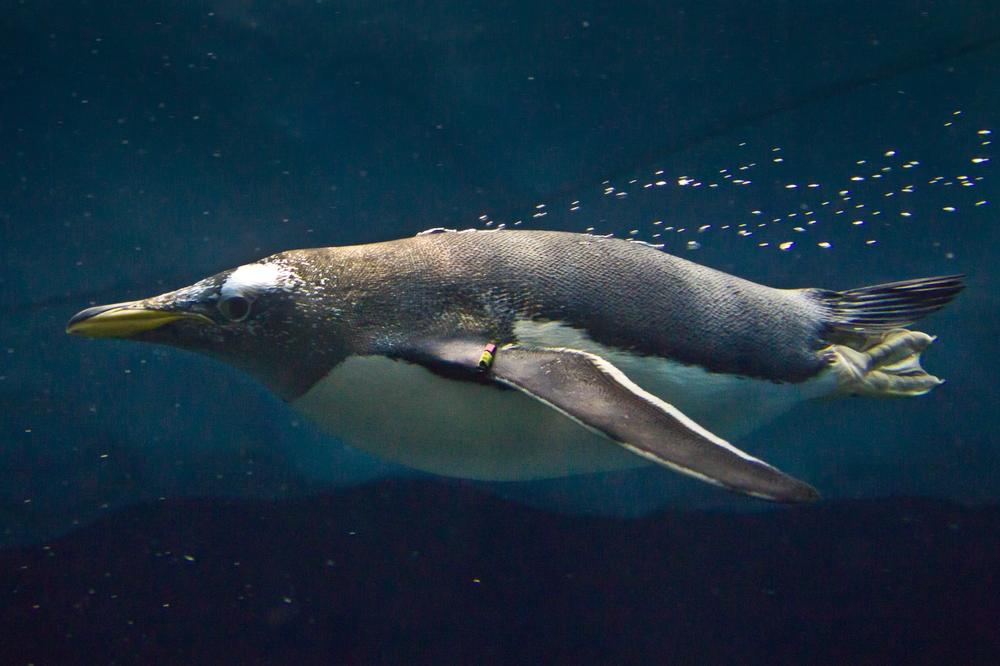 Teneriffa Loro Parque Park Pinguin Königspinguin Pauschalreise Urlaub 