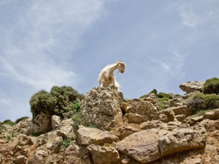 Ziege Schaf Kreta Straße Urlaub