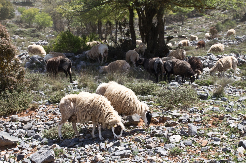 Schafe Ziegen Kreta