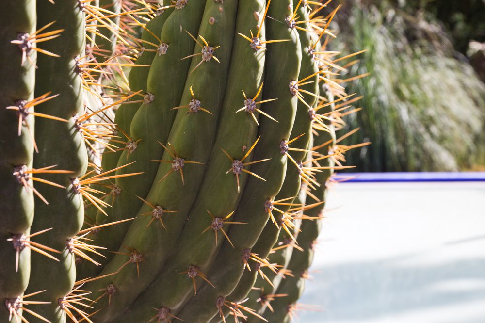 Marrakesch Jardin Majorelle Kaktus Kakteen